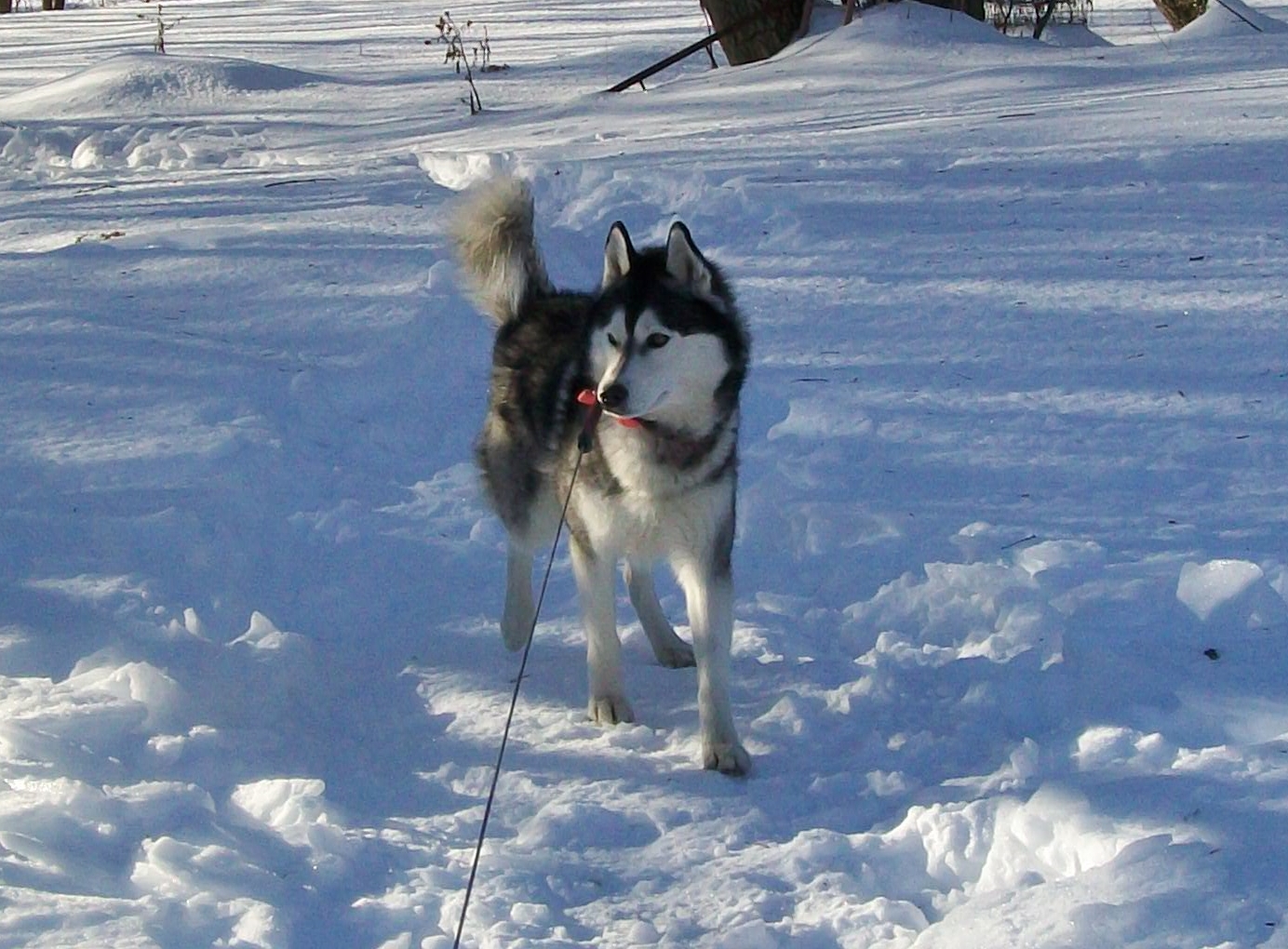 Dog Boarding Kennel in Ottawa