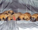 Puppies 16052015 A (800x464)