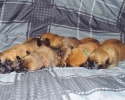 Puppies 16052015 D (800x532)