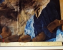 Puppies 23052015 A (800x488)