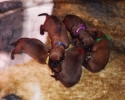 Pups 08052015 D (800x597)