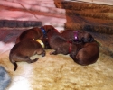 Pups 08052015 E (800x600)