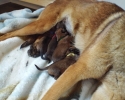 Pups 09052015 B (800x600)