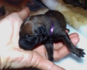Purple Female 08052015 A (800x600)
