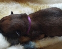 Purple Female 09052015 A (800x453)