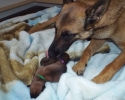 Qrash with Pups 09052015 E (800x600)