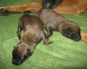 puppies-1-day-1-800x600