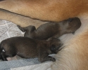 puppies 1st day nursing 3 (800x571)
