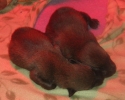 puppies-14-days-2-800x714
