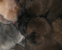 puppies-28-days-with-blitz-481x800